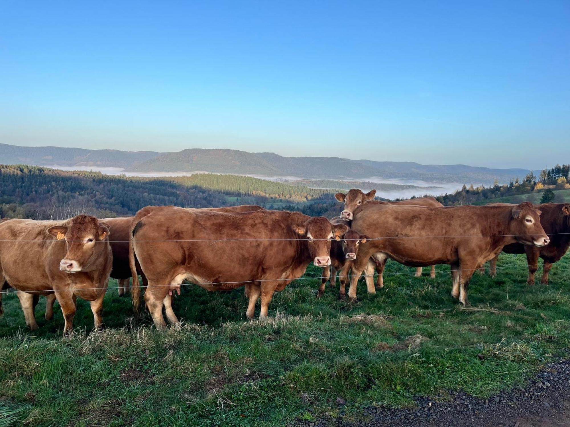 Gite De Montagne -Bellefosse Alsace Экстерьер фото